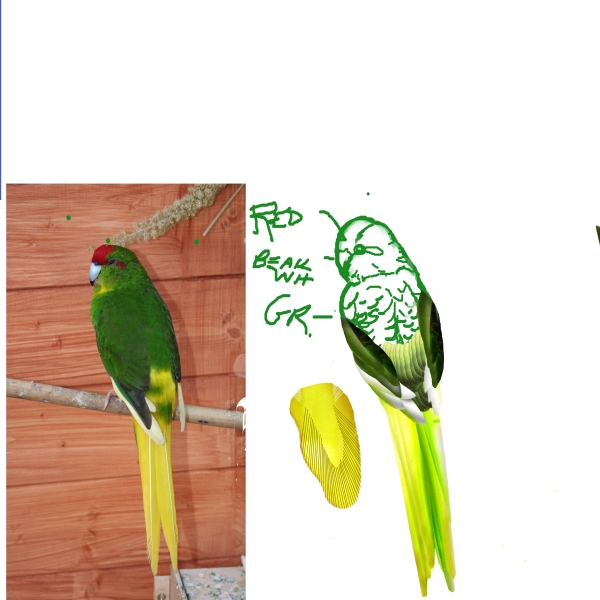 Creation of Jungle Life: Step 11